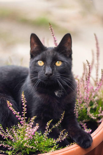 All about black cats