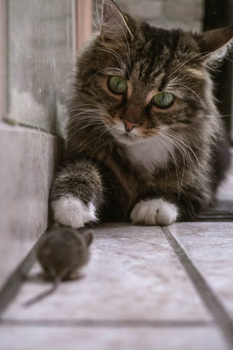 Can cats get hantavirus or spread hantavirus?
