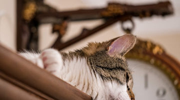 How long can a cat be left alone?