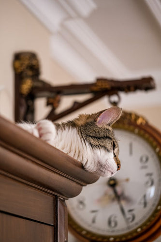 How long can a cat be left alone?