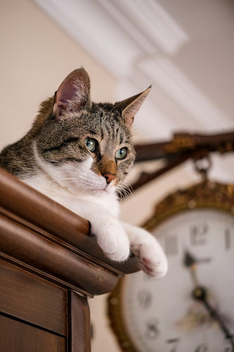 How long do cats live?