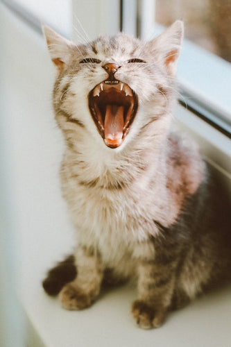 Why does my cat’s breath stink?