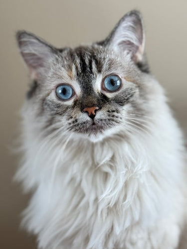 The RagaMuffin cat