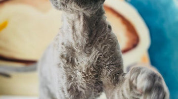 The Devon Rex cat