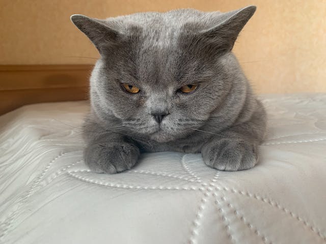 All about gray cats