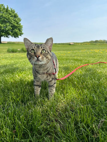 How to leash train your cat