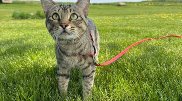 How to leash train your cat