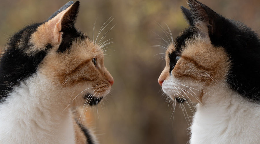Should you adopt a male cat or a female cat?