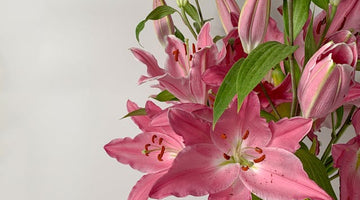 Are lilies toxic to cats?