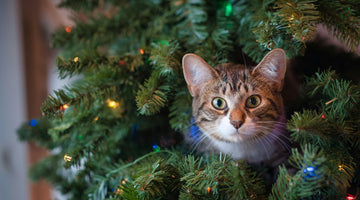 Can you cat-proof the Christmas tree?