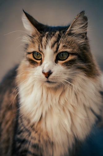 Why do some cats have long hair?