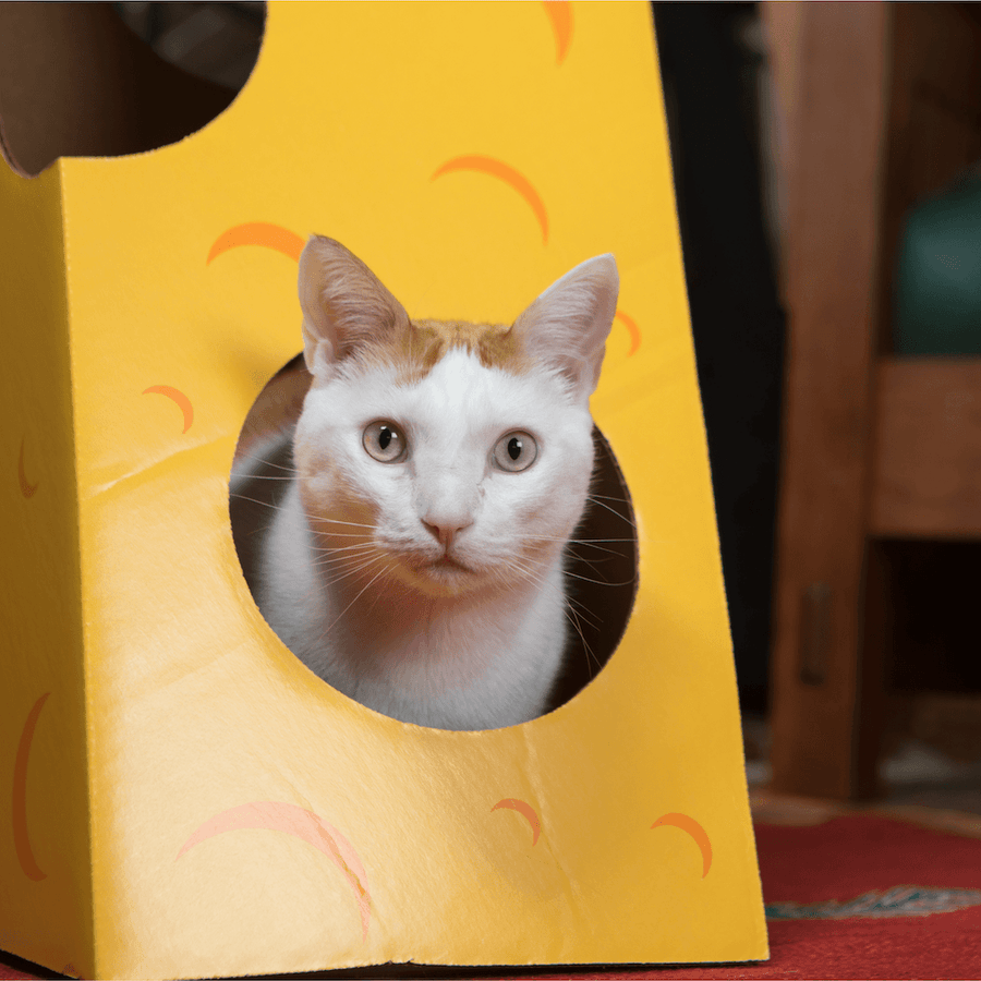 Monster Cheese Wedge Cardboard Cat House - Cat in the Box LLC