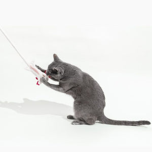 A Little 'Lotl - An Axolotl Wool Cat Toy